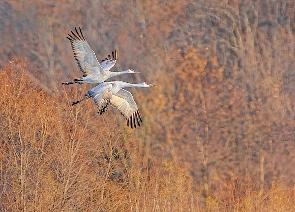 Flight Of The Sandhills 2019 Artistic by Thomas Young Flight Of The Sandhills 2019 Artistic by Thomas Young